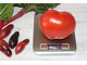 Zore’s big red