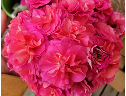 П226 Пеларгония ЮВ Византия укорененный черенок