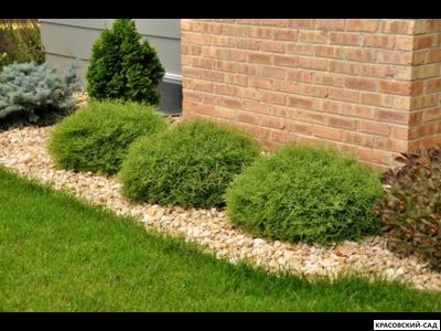 Туя Мистер Боулинг Болл - Mr. Bowling Ball