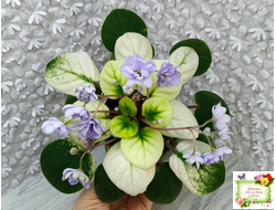 ЛЕ-Хрустальный Водопад Голд (Е. Лебецкая /С. Новгородова) 2018 трейлер