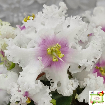 Р-Ярило Люкс (В. Зуб) 2022 г.