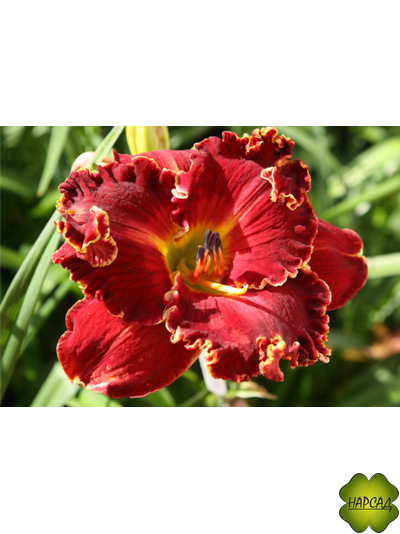 ЛИЛЕЙНИК ГИБРИДНЫЙ "НОТИ РЕД"