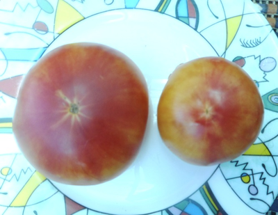 Томат Северное сияние (Northern lights)