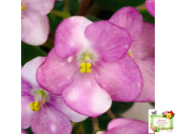 Heinz's Bubbles (H.Dornbusch) (лист посажен 30.01.26)