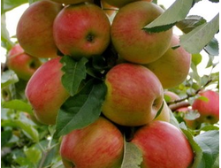 Пинова (яблоня)