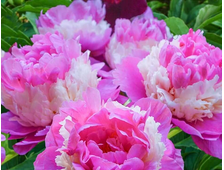 Пион Sorbet, ЗКС, контейнер 4 л.