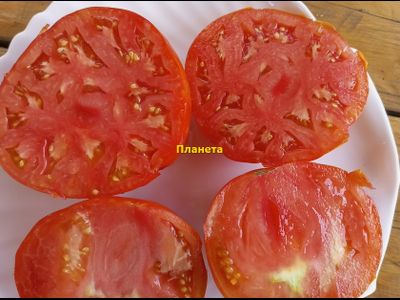 Томат Планета