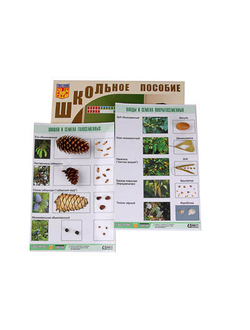 Коллекция "Шишки, плоды, семена деревьев и кустарников"