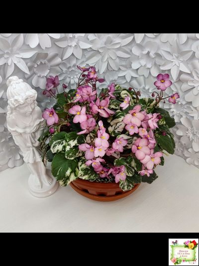 Mac&#039;s 1306-2 (G.McDonald) трейлер