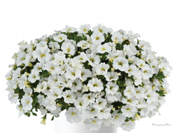 Калибрахоа Colibri Pure White