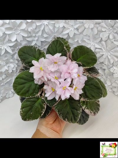 Rivermist Pearls (J. Baker) (10974) 04/13/2018