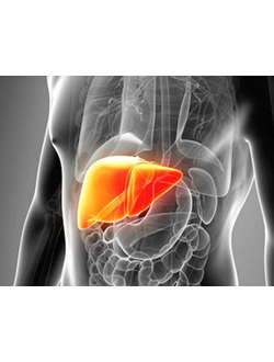 ЛЕЧЕНИЕ ПЕЧЕНИ, ЖЕЛЧНОГО ПУЗЫРЯ