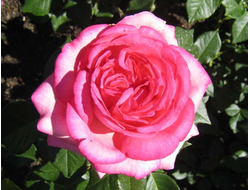 Вальцертраум, Ч/Г, Evers