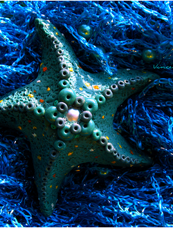 Летняя брошь "Морская звезда" с жемчужной вставкой