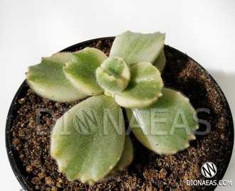 Cotyledon Tomentosa Variegata