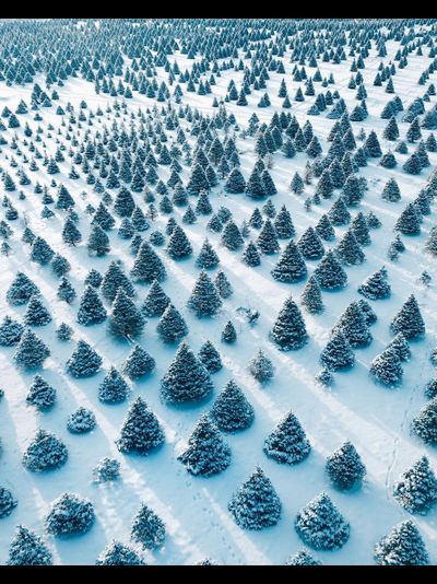 Картина обогреватель, спутниковое фото фермы Рождественских елей для Белого дома