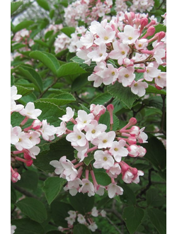 Калина Карльса Juddii