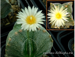 Astrophytum MY v.3c cv.Bohumil Schutz X Astrophytum MY. v.4c - 5 семян