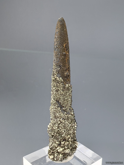 Пирит на белемните. КЧР. Россия. 49*12*10мм