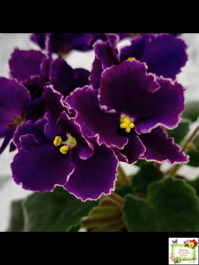 Mac&#039;s Black Pearl (G.McDonald) (лист посажен 01.11.25)