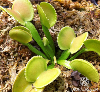 Dionaea muscipula Green wizard