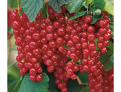 Смородина цветная