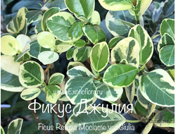 Фикус Джулия / Моклэйм вариегатный / ficus Giulia