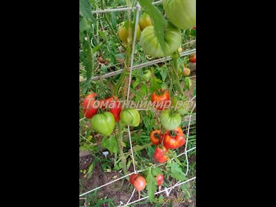 Томат Воловье сердце розовое (Volovsko srce pink)