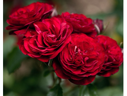 Роза Лаваглут (Lavaglut), ОКС, Россия