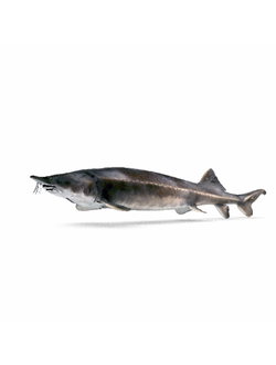 рыбы Белуга