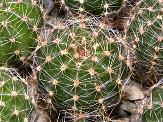 Echinopsis hybrid `Bum 80-6` ex Wessner x `Kreutz Koenig` (D=35-40mm)