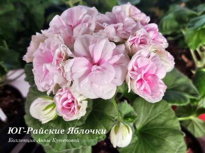 Пеларгония ЮГ-Райские Яблочки