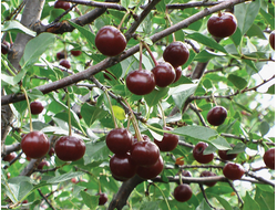 Вишня канадская Carmine Jewel, C3