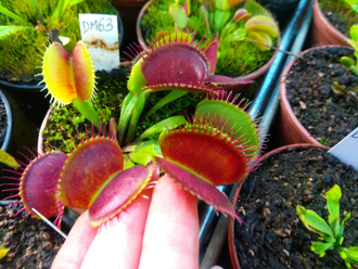 Dionaea muscipula Short teeth