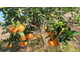 Апельсин сладкий Citrus sinensis (цедра) Сицилия, 5 мл - 100% натуральное эфирное масло