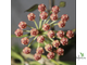 Hoya sp. PNG 443 epc 719