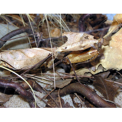 Малазийский листовидный богомол (Deroplatys desiccata)