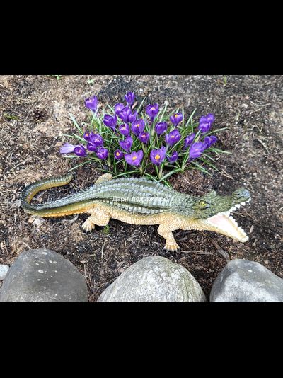 Крокодил 15*40см   1,2кг   полистоун Россия 1844/012457*