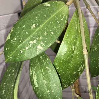 Hoya Acuta yellow flowers and thick-splash leaves