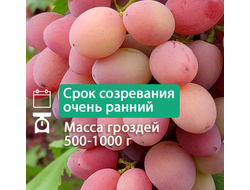 Супер Ляля