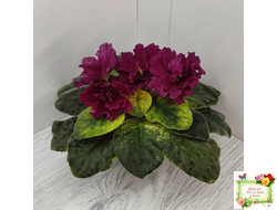 ЕК-Жара (Е. Коршунова) 2018 г.