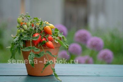 Микро Томат Funnyplums Red (Фанниплюмс Красный), 10 шт