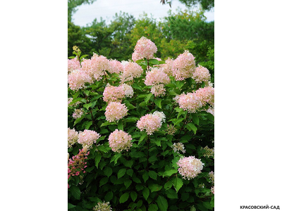 Купить Гортензия метельчатая Фантом в Москве - Фото - Красовский-Сад.рф