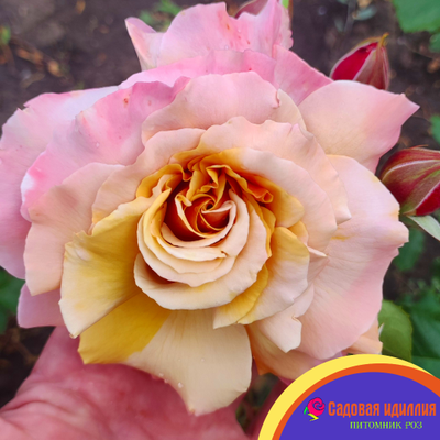 Меджик Момент (Magic Moment)