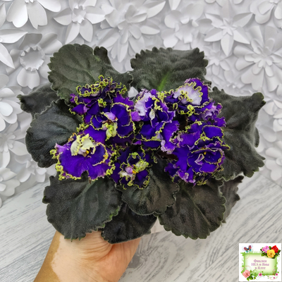 РС-Дремучий Лес (С. Репкина) 2019 г.