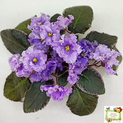 Н-Озёрный Край (Н. Бердникова) 2018