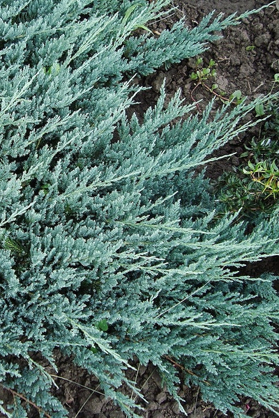 Можжевельник горизонтальный Blue Chip