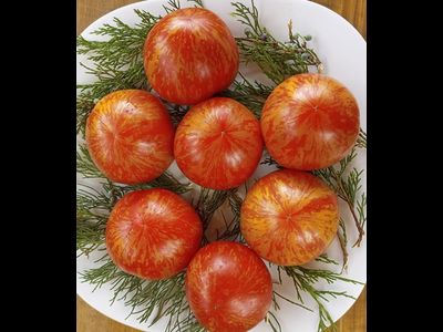 Томат Солнечная вспышка (Solar flare)