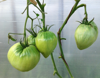 Семена томата Спадаро