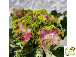 МТ-Античная Брошь (М. Тотиева) 2025 г.